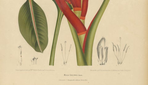 Antique Red Heliconia Botanical Chromolithograph by Hoola van Nooten, c. 1880, close-up 4