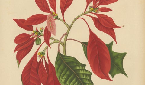 Original Antique Poinsettia Botanical Chromolithograph by Hoola van Nooten, 1880, close-up 3