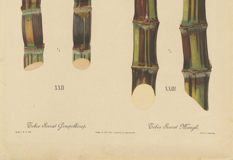 Antique Sugarcane Chromolithograph, Teboe Soerat Gempolkerap and Mangli, 1892, close-up 3