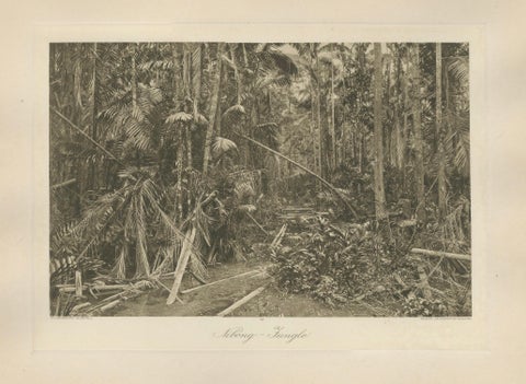 Aboeng Jungle, Sumatra, Antique Photogravure by C.J. Kleingrothe c.1900, close-up 1