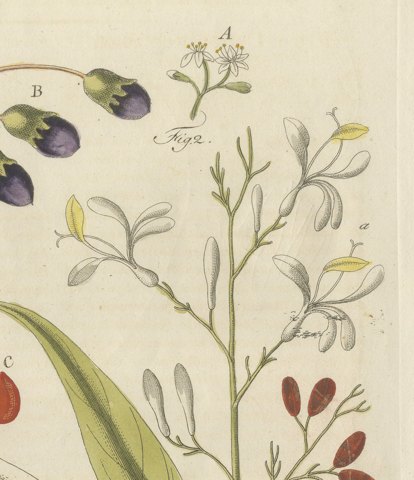Cassia Cinnamon and Galangal Spices, Antique Bertuch Print, circa 1805, close-up 2