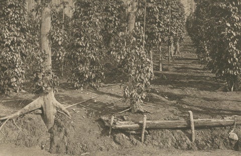 Pepper Plantation & Timber, Sumatra, Antique Kleingrothe Photogravure c.1900, close-up 2