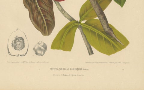 Antique Wax Apple Fruit Botanical Chromolithograph by Hoola van Nooten, c. 1880, close-up 4