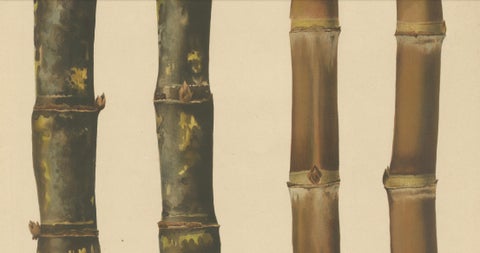Antique Sugarcane Chromolithograph, Teboe Gadjah and Teboe Boethers, 1892, close-up 2