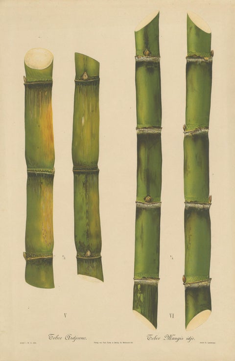 Antique Sugarcane Chromolithograph, Teboe Ardjoeno and Teboe Mangis idjo, 1892, close-up 1