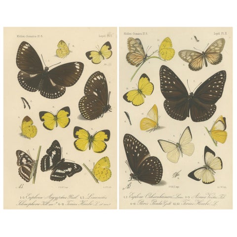 Antique Butterfly Prints (Set of 2), Sumatra Lepidoptera c.1887