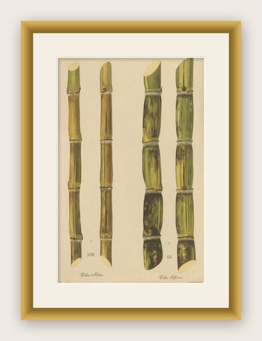 Antique Sugarcane Chromolithograph, Teboe Rotan and Teboe Alfoere, 1892, shown framed