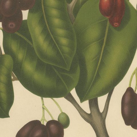 Antique Java Plum Botanical Chromolithograph by Hoola van Nooten, c. 1880, close-up 6