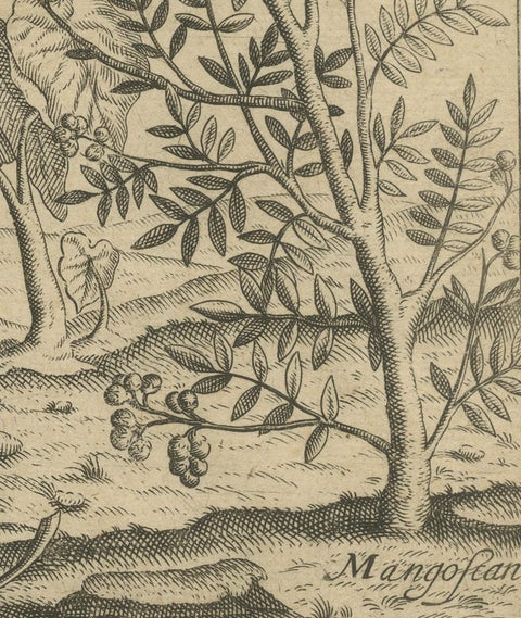Verdant Wonders: Exotic Trees and Spices of India in De Bry's 1601 Illustration, close-up 3