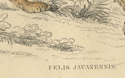Hand-Colored Print of the Javan Leopard from Jardine's Natural History, 1860, close-up 2