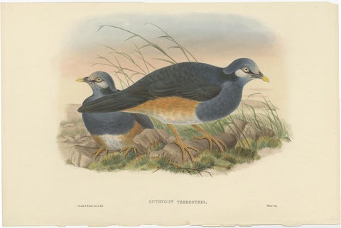 Original Antique Hand-Colored Print of the Papuan Ground-Pigeon Bird, ca.1875, view 2
