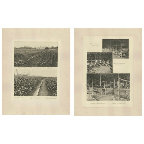 Sumatra Tobacco Cultivation & Drying Barns, Deli Estates Photographic Pair 1910