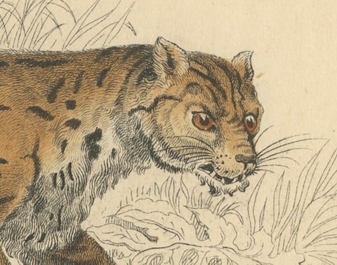 Hand-Colored Print of the Javan Leopard from Jardine's Natural History, 1860, close-up 1