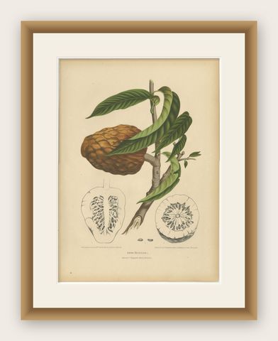 Antique Bullock's Heart Botanical Chromolithograph by Hoola van Nooten, c. 1880, shown framed