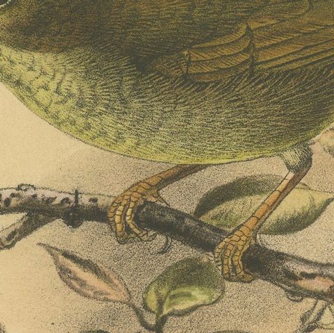 Antique Lithograph of Plain-colored Spiderhunter by Keulemans, Sumatra c.1887, close-up 5