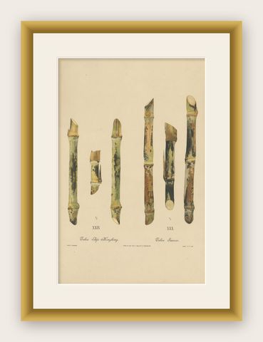 Antique Sugarcane Chromolithograph Pair, Teboe Tjio Hongkong & Saroer, 1892, shown framed