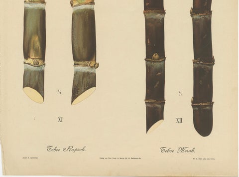 Antique Sugarcane Chromolithograph, Teboe Rapooh and Teboe Merah, 1892, close-up 3