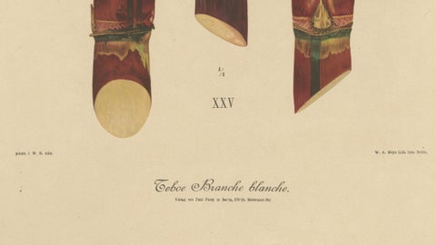 Antique Sugarcane Chromolithograph, Teboe Branche blanche, Java 1892, close-up 3