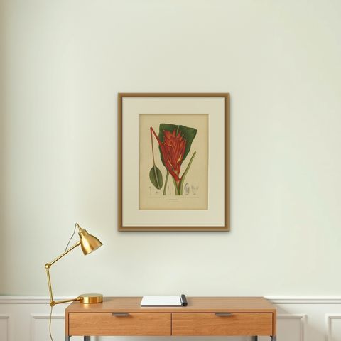 Antique Red Heliconia Botanical Chromolithograph by Hoola van Nooten, c. 1880, shown framed on a wall, true to size