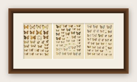 Javanese Butterflies, Three Antique Chromolithograph Plates, Java 1908 to 1910, shown framed