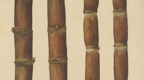 Antique Sugarcane Chromolithograph, Teboe Mangis and Teboe Tangeran, 1892, close-up 2
