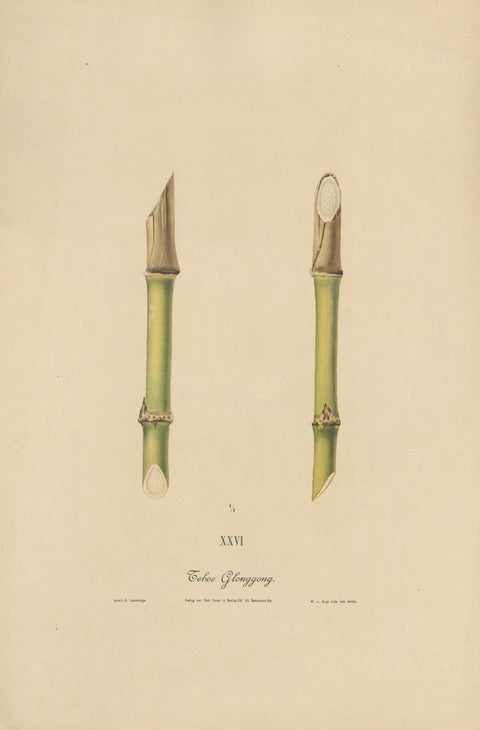 Antique Sugarcane Chromolithograph, Teboe Glonggong, Java 1892, close-up 1