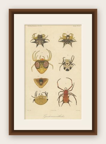 Sumatra Gasteracantha Spiders, Antique Natural History Print c.1887, shown framed