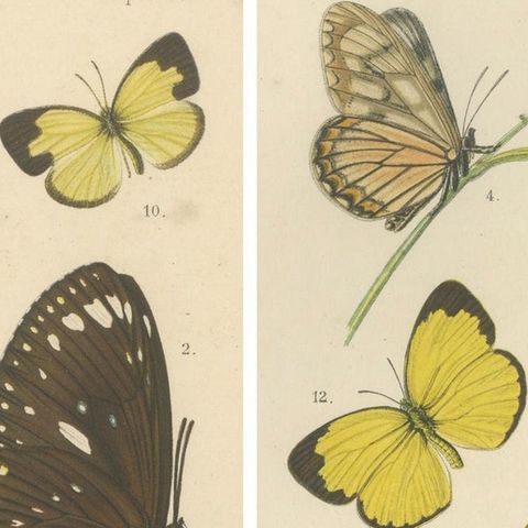 Antique Butterfly Prints (Set of 2), Sumatra Lepidoptera c.1887, close-up 3