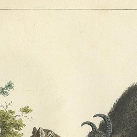 Antique Hand-colored Print of a Fighting Tiger and Buffalo in Indonesia, c.1830, close-up 1