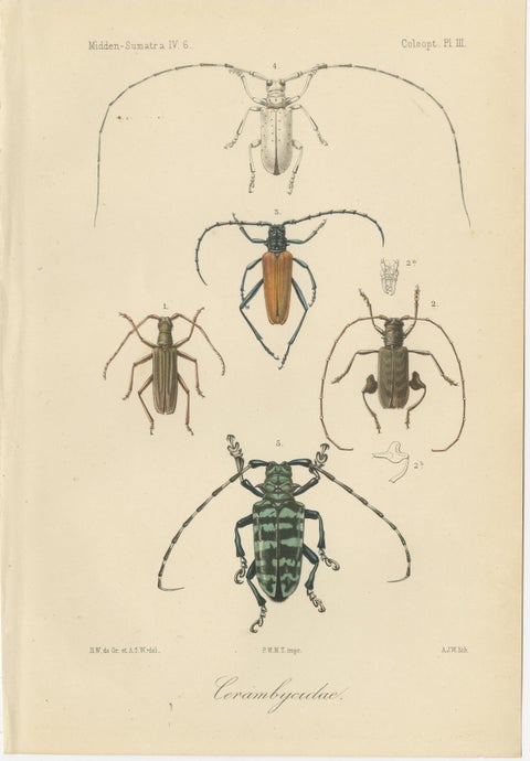 Set of 2 Antique Beetle Prints, Scarab, Ground & Longhorn Beetles, Sumatra 1887, view 3