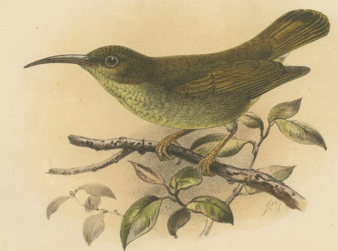 Antique Lithograph of Plain-colored Spiderhunter by Keulemans, Sumatra c.1887, close-up 2