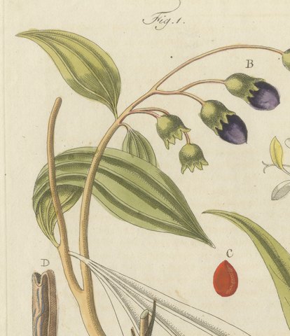 Cassia Cinnamon and Galangal Spices, Antique Bertuch Print, circa 1805, close-up 1