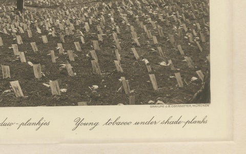 Young Tobacco Under Shade-Plants, Sungei Tatouk, C.J. Kleingrothe, ca. 1910, close-up 4