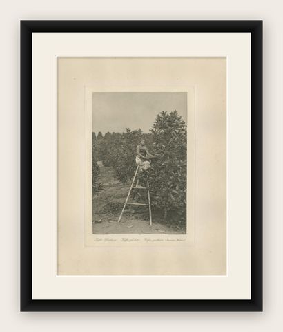 Coffee Picker Portrait, Deli Plantations, Sumatra, Dutch East Indies, c.1900, shown framed