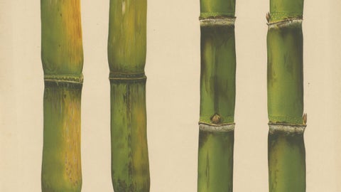 Antique Sugarcane Chromolithograph, Teboe Ardjoeno and Teboe Mangis idjo, 1892, close-up 2