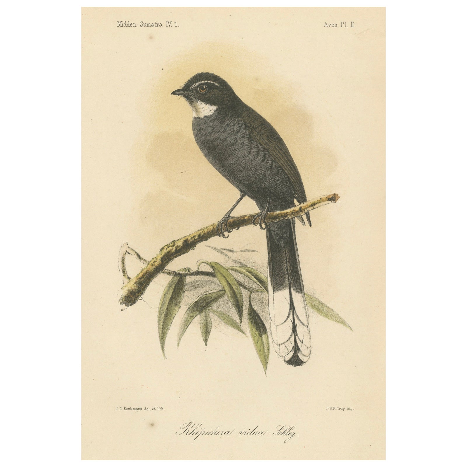 Antique Lithograph of White-throated Fantail by Keulemans, Sumatra c.1887
