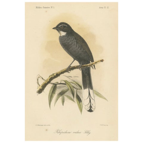 Antique Lithograph of White-throated Fantail by Keulemans, Sumatra c.1887