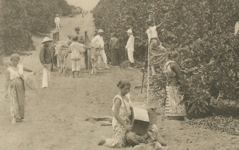 Coffee Fermentation Sheds and Harvest, Padang Roetan, Sumatra, c.1910, close-up 5