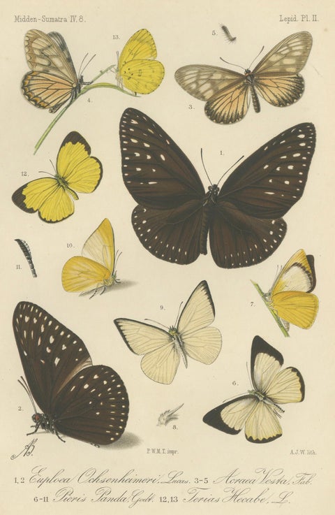 Antique Butterfly Prints (Set of 2), Sumatra Lepidoptera c.1887, close-up 2