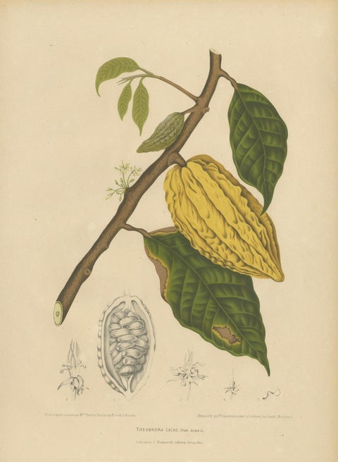 Antique White Cacao Botanical Chromolithograph by Hoola van Nooten, c. 1880, close-up 1