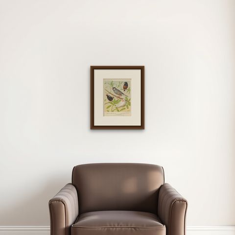 Antique Bird Print of the White-Headed Munia, Chesnut Munia and Java Sparrow, shown framed on a wall, true to size