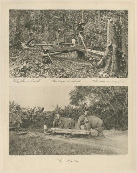 Logging Elephants, Lau Boentoe, Antique Dutch East Indies Photo c.1910, close-up 1