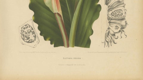Antique Botanical Chromolithograph of Torch Ginger by Hoola van Nooten, c.1880, close-up 4