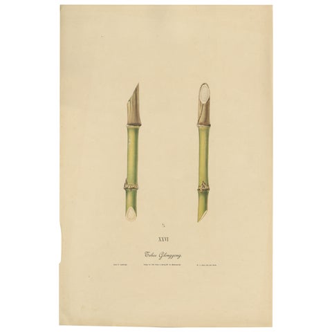 Antique Sugarcane Chromolithograph, Teboe Glonggong, Java 1892