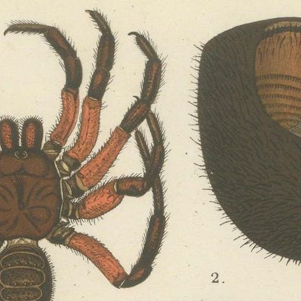 Antique Print of Sumatran Spiders, Mygalomorphs & Jumping Spiders, c.1887, close-up 6