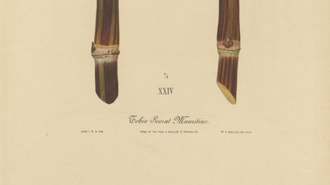 Antique Sugarcane Chromolithograph, Teboe Soerat Mauritius, Java 1892, close-up 3