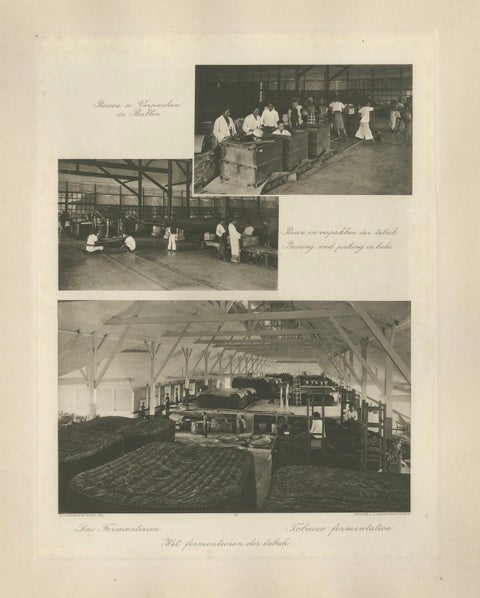 Tobacco Fermentation & Packing, Deli, Sumatra, Kleingrothe, c.1900, close-up 1