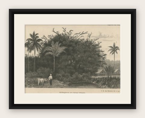 Antique Print of Koebang Tree with Kalongs, Sumatra by van Kesteren c.1887, shown framed