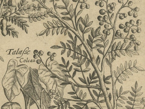 Verdant Wonders: Exotic Trees and Spices of India in De Bry's 1601 Illustration, close-up 4