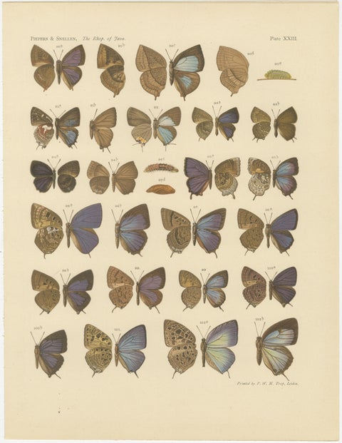 Rare Antique Butterfly Prints, Javanese Species, Set of Three Plates, 1908, view 3
